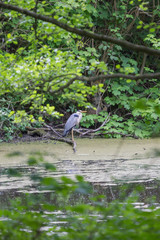 Graureiher, Fischreiher, im See, auf Beute lauernd