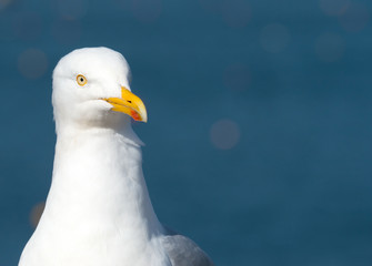 Seagull bird blue sea background.