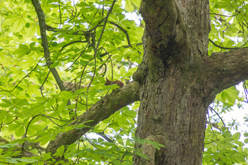 Eichhörnchen europäisch auf Baum 