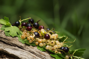 Black and white currant with leaves on the old stump, selective