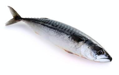 Mackerel