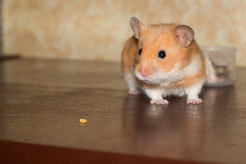 Hamster and small grain at the blurred background.