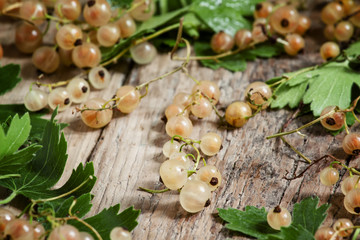 White currants with leaves on old wooden background, selective f