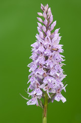 Beautiful wild orchid ,Dactylorhiza maculata