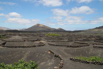 Weinanbau auf Lanzarote