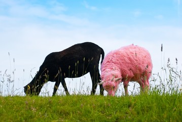 Fototapeta premium Schwarzes und rosa-farbenes Schaf, zwei Lämmer/ junge Schafe auf einem Deich, Schleswig-Holstein, Deutschland