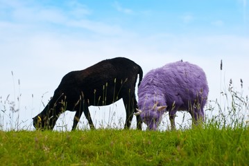 Schwarzes und lila-farbiges Schaf, zwei Lämmer/ junge Schafe auf einem Deich, Schleswig-Holstein,...