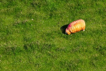 Schaf in Goldorange von oben