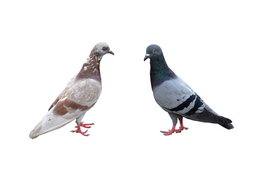pair of pigeons male and female isolated on white background
