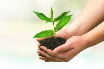 Human Hand, Plant, Growth.