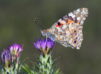 Fototapeta na wymiar Painted Lady butterfly, Vanessa cardui