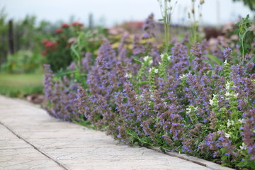 Blooming catmint (Nepeta x faassenii 'Blue Wonder') at a path in the summer garden