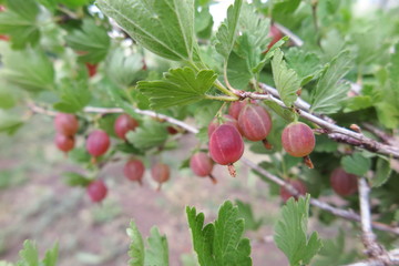 Ripe cultivar gooseberry (Ribes uva-crispa) berries in the summer garden