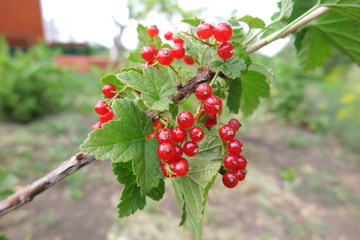 Fototapeta premium Ripe cultivar redcurrant (Ribes) berries in the summer garden