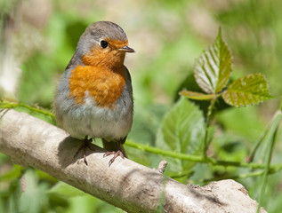 Red robin