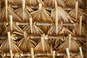 Thatch in Latin America