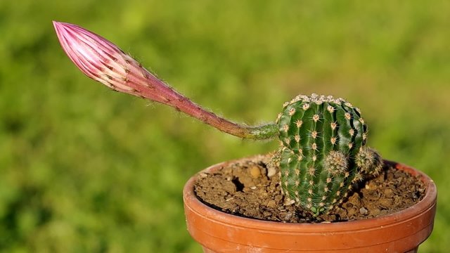 Blooming cactus in a pot on a green background
