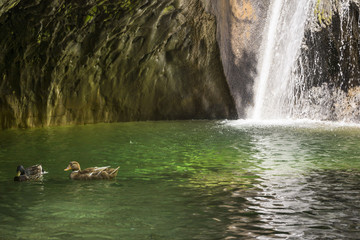 ducks and waterfall