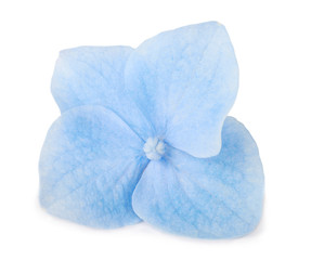 Single Blue Hydrangea flower isolated on white