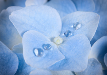 Blue Hydrangea flower with dew