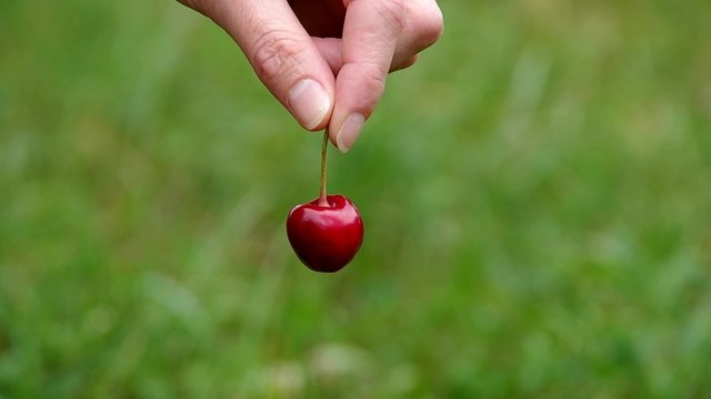 Hand holding red cherry on a green background
