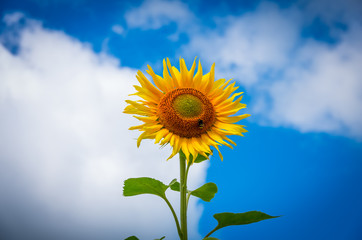 Obraz premium Blooming sunflowers