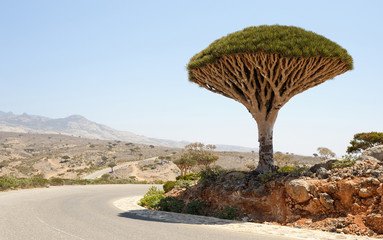 Fototapeta na wymiar Dragon tree (Dracaena cinnabari) in Socotra island, Yemen