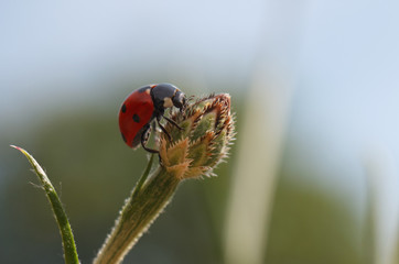 Ladybird on flower buds