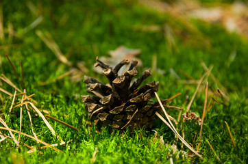 Pine cone