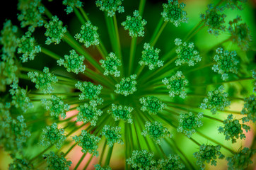 Beautiful cow parsnip Heracleum