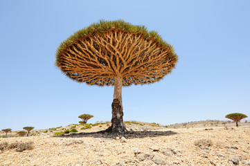 Fototapeta na wymiar Dragon tree (Dracaena cinnabari) in Socotra island, Yemen