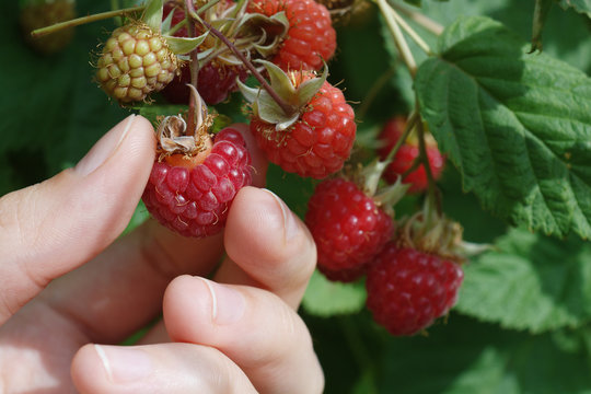 Raspberry with hand