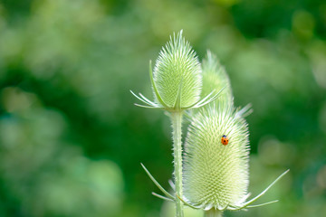 Marienkäfer auf Distel