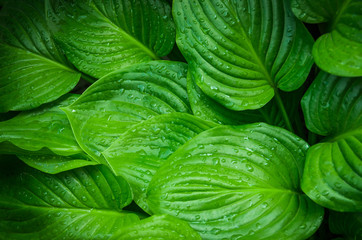 Green leaves of a flower in the jungle