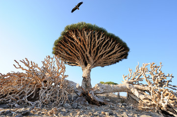 Dragon tree (Dracaena cinnabari) in Socotra island, Yemen