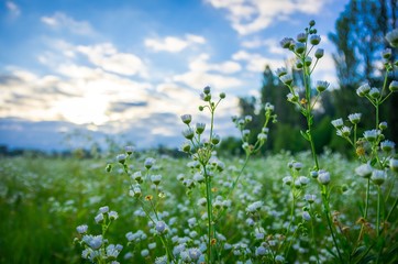 Beautiful wild daisy