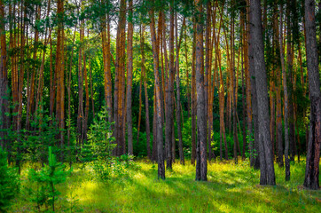 Fototapeta na wymiar The beautiful pine forest