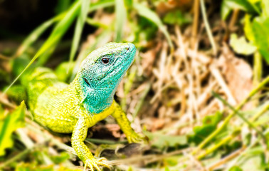 Close-up of a male European green lizard (Lacerta viridis)
