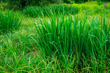 Background good forest green sedge