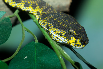 Shore pit viper snake