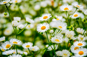 Beautiful wild daisy