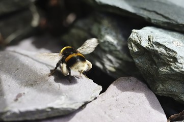 Bumble Bee with Pollen sacks