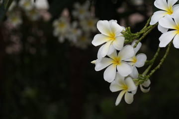 White flowers bloom in the evening, background blurred.
