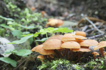 Flammulina velutipes mushrooms