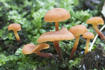 Flammulina velutipes mushrooms