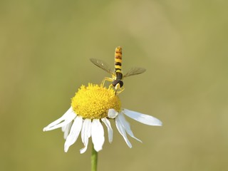 Chamomile - genus of perennial flowering plant pollinated by a insect