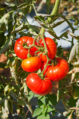 Many bunches with ripe red and unripe green tomatoes that growin