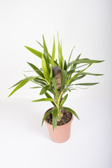 green interior tree with bowl on white background 