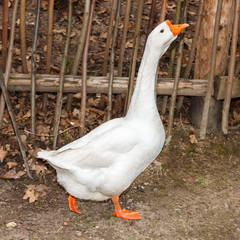 Domestic goose