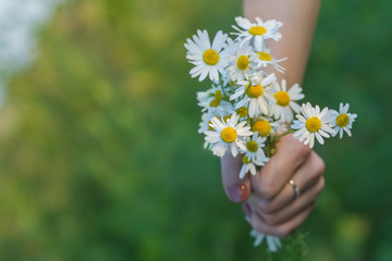 Bouquet of wild daisies in a female hand on a green background